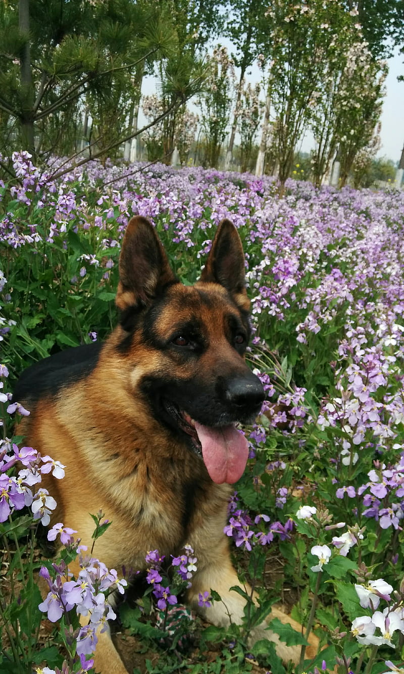 Purple store german shepherd