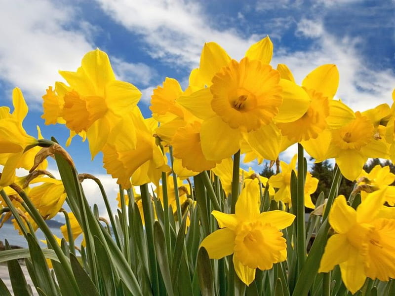 golden daffodils, daffodils, flowers, garden, nature, spring, HD wallpaper
