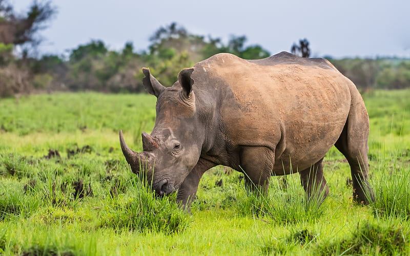 rhino, african animals, wildlife, africa, wild animals, rhinos, HD wallpaper