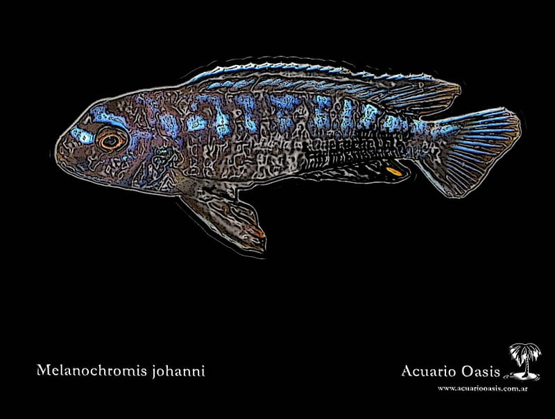 Melanochromis johanni - Ciclidos Africanos, fish, acuariooasis, african, johanni, melanochromis, cichlids, acuriooasis, africanos, acuario, oasis, ciclido, pez, africano, ciclidos, acurio oasis, cichlid, HD wallpaper