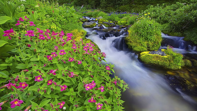 Summer wildflowers, stream, fall, rocks, pretty, grass, bonito, fragrance, nice, stones, green, wildflowers, flowers, forest, quiet, calmness, lovely, fresh, greenery, scent, floating, creek, freshness, serenity, slope, summer, nature, HD wallpaper