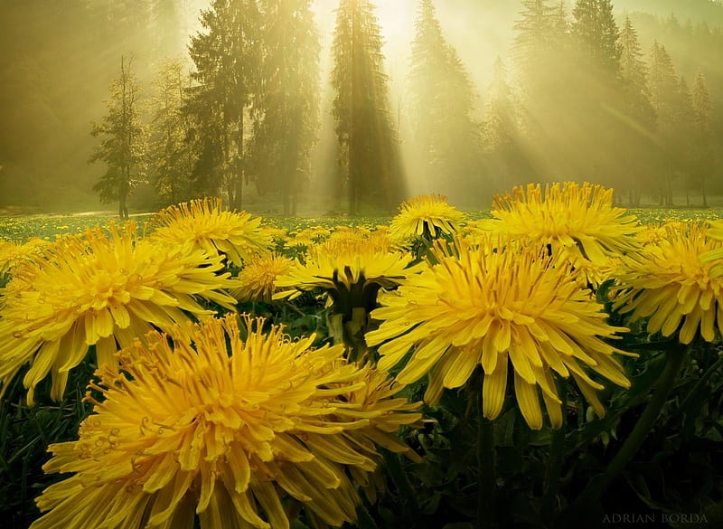 In nature I believe, autumn, adrian borda, chrysanthemum, yellow, flower, toamna, HD wallpaper