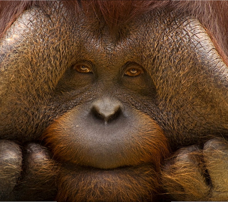 Orangutan Face, animal, beauty, human, people, pets, HD wallpaper