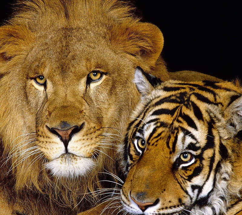 Big Cats, animal, cat, feline, lion, tiger, wild, HD wallpaper | Peakpx