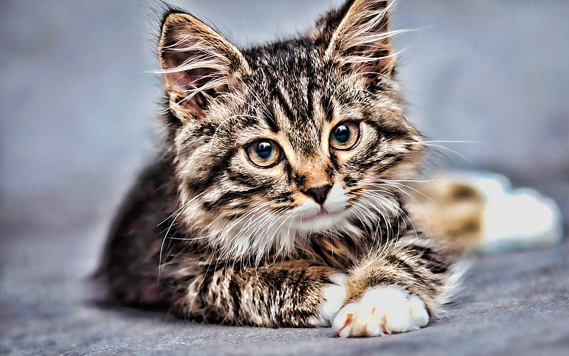 American Bobtail, close-up, R, pets, kitten, bokeh, domestic cat, cats,  American Bobtail Cat, HD wallpaper | Peakpx