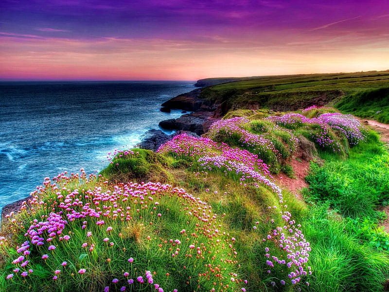 Coastal flowers, rocks, colorful, grass, bonito, sunset, clouds, sea, sundown, nice, green, flowers, sunrise, blue, lovely, ocean, waves, sky, water, purple, summer, coastal, nature, coast, HD wallpaper