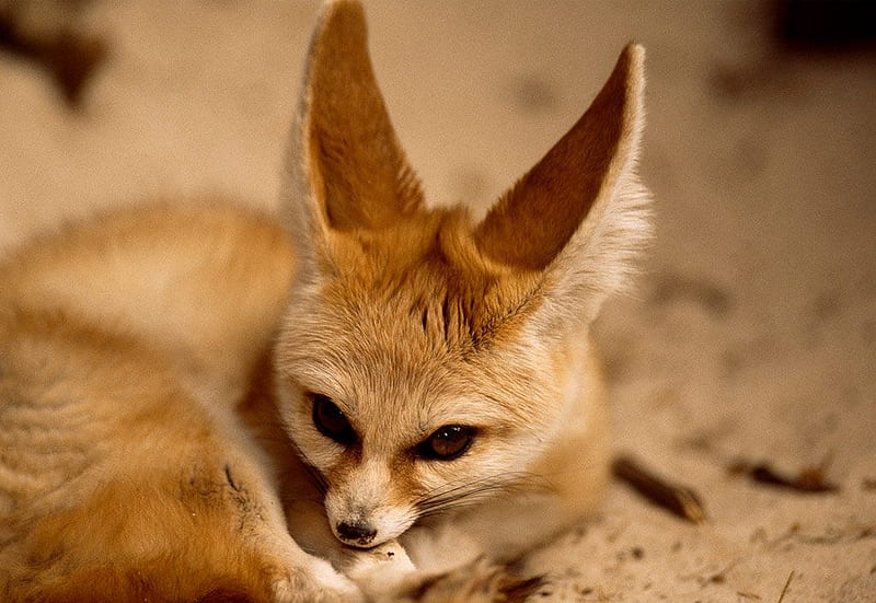 Fennec Fox, foxes, fox, big ears, HD wallpaper