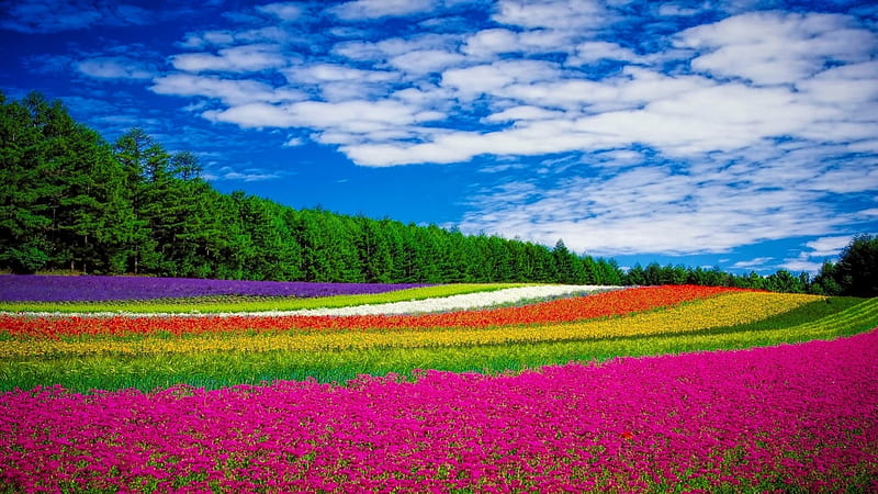 Spring fields, flowers, nature, fields, spring, HD wallpaper | Peakpx