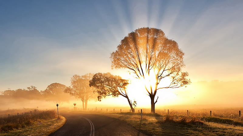 spectacular sunrise, sunbeams, road, trees, sunruse, HD wallpaper
