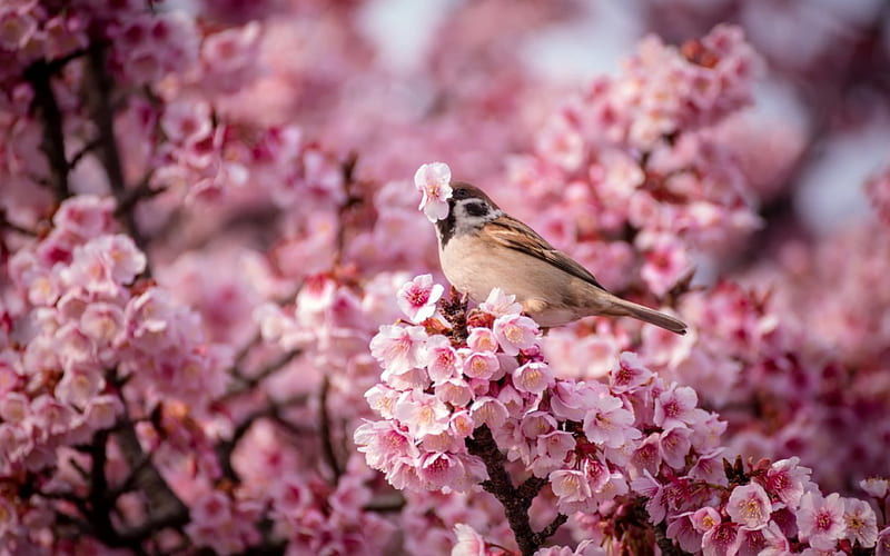 Spring, tree, blossom, bird, flower, sparrow, cherry, HD wallpaper