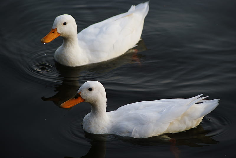 two white ducks on calm body of water, HD wallpaper
