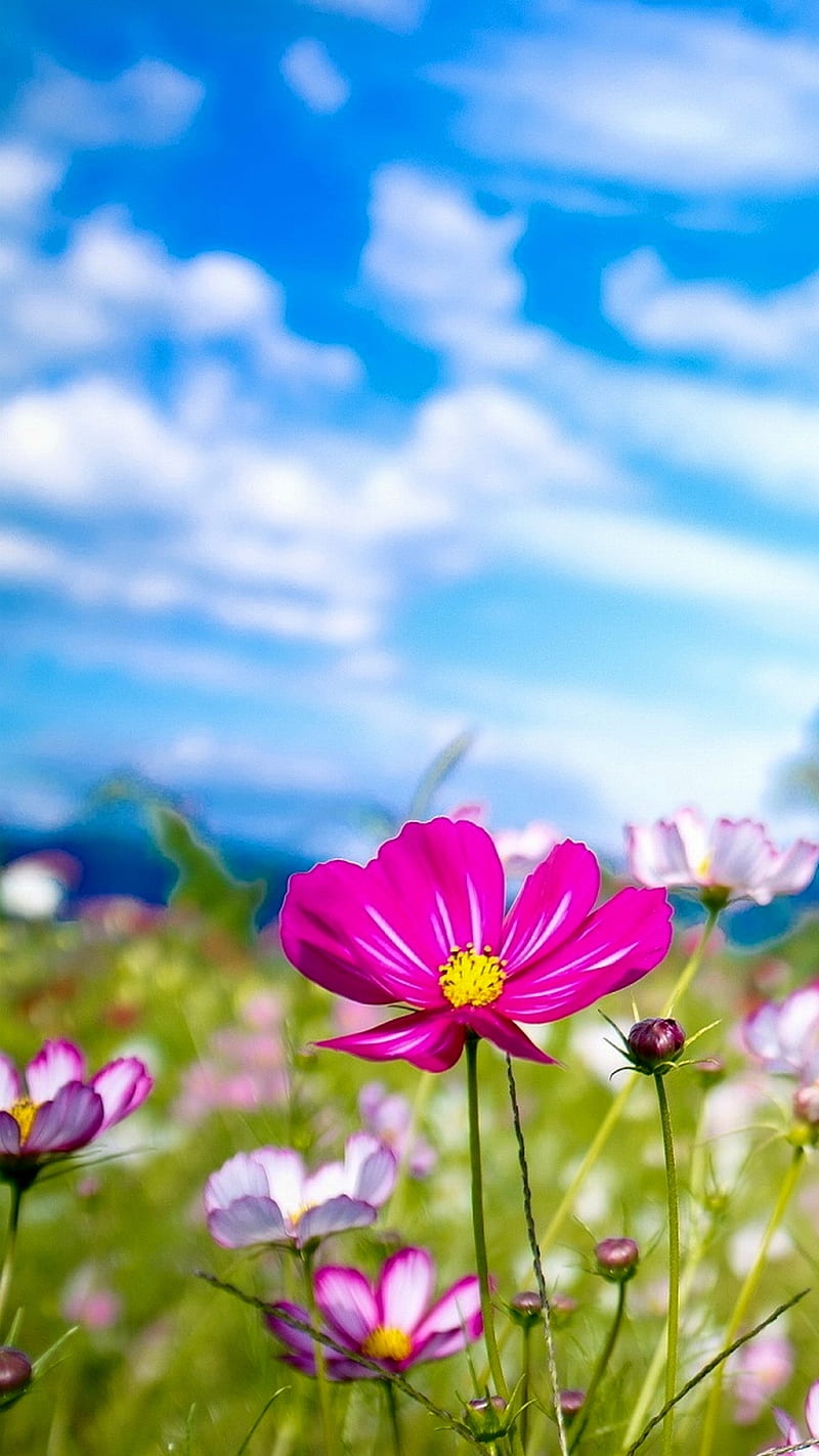 Summer flower, bonito, blue, cool, grass, green, landscape, nature, nice, pink, plants, sky, HD phone wallpaper