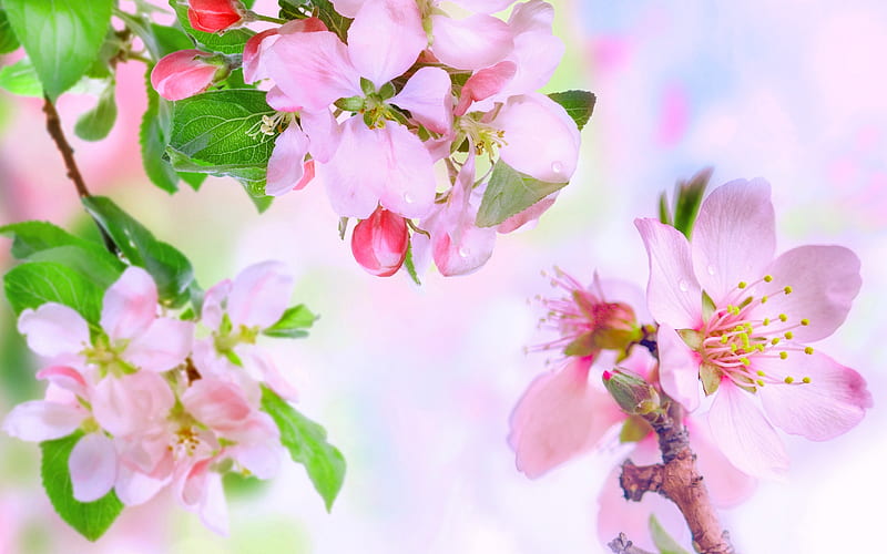 apple blossoms, spring, May, pink flowers, apple tree, branch with flowers, blossoming apple tree, HD wallpaper