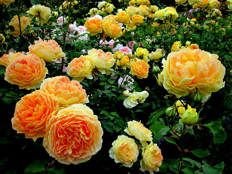 Flowers, Flower, Rose, Close Up, Earth, Garden, Yellow Flower, Shrub, Rose Bush, HD wallpaper