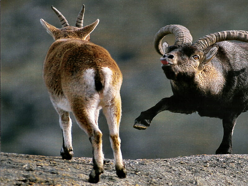 Na Na Na - Ibex 1, sheep, ibex, graphy, mountains, wildlife, animal, HD wallpaper
