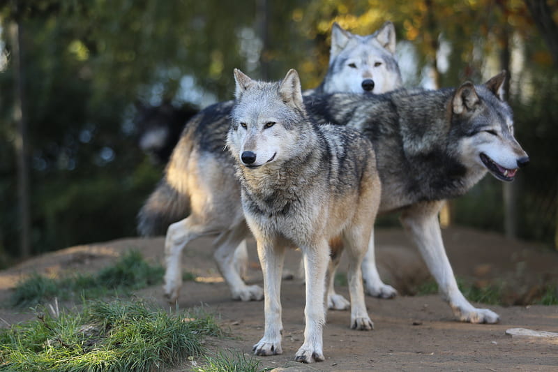 wolves, predator, flock, glance, HD wallpaper