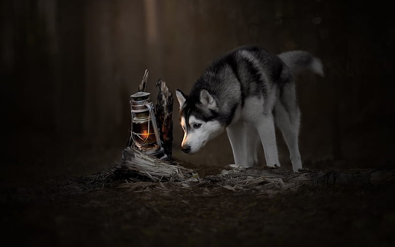 husky, puppy, forest, pets, small gray dog, lamp, curiosity, HD wallpaper