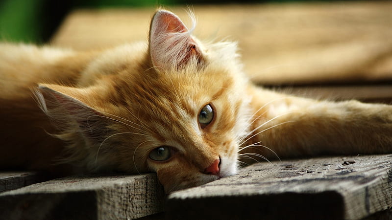 Orange Tabby, feline, stripes, orange, kitty, tabby, marmalade, cat, kitten, HD wallpaper