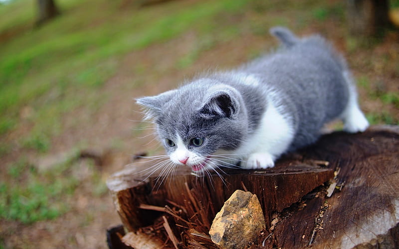 white gray kitten, small cat, cute animals, fluffy kitten, aggressive cat, HD wallpaper
