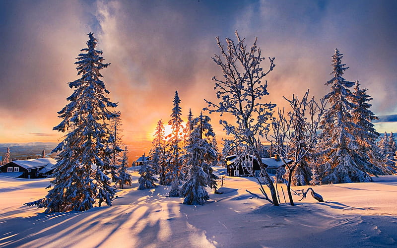 winter sunset, snowdrifts, R, orange sun rays, winter nature, forest, snowy trees, HD wallpaper