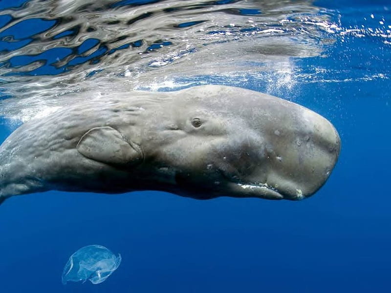 Sperm Whale, water, whale, big, animal, HD wallpaper