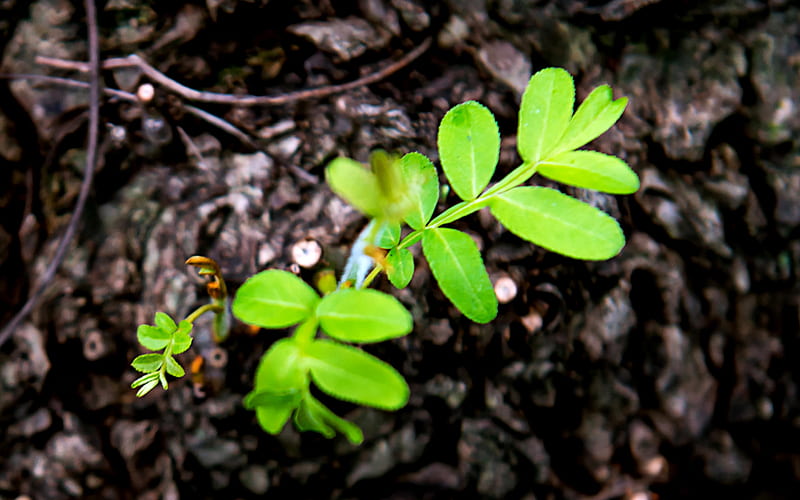 Green leaves Tenacious life 2021 Plant, HD wallpaper | Peakpx