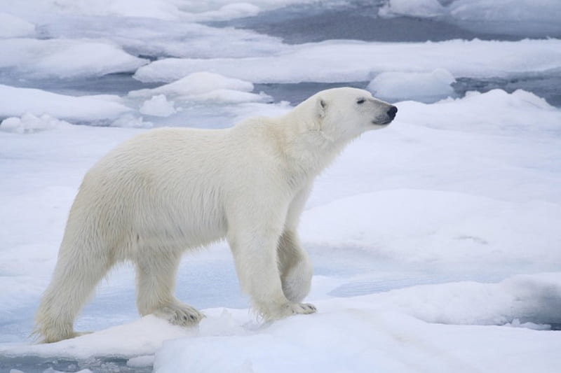 *** Polar Bear ***, zima, mis, snieg, polarny, HD wallpaper