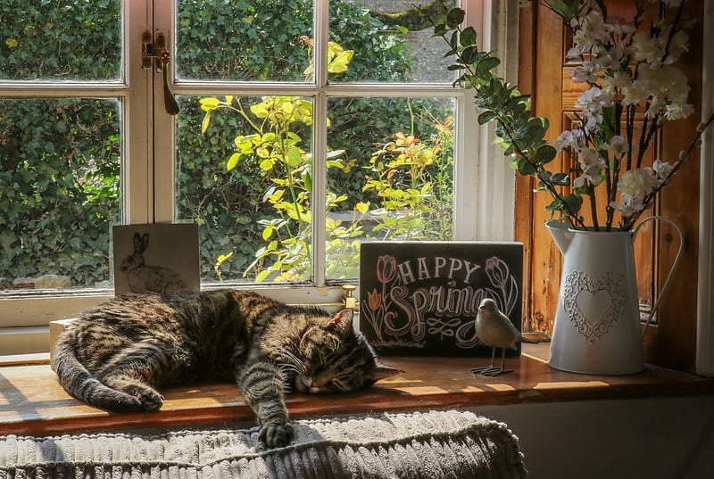 Cat Sleeping by Window, Cute, Sleeping, Cats, Animals, HD wallpaper