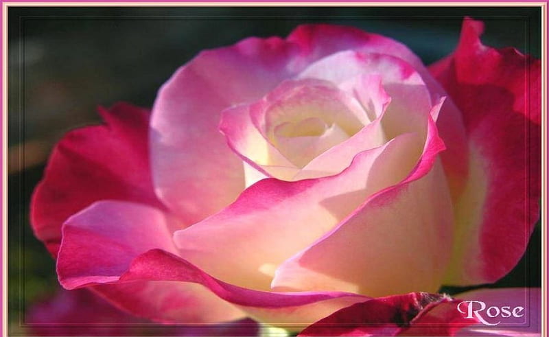 Pink Shades of Beauty, rose, flower, effects, beauty, nature, pink, light, HD wallpaper