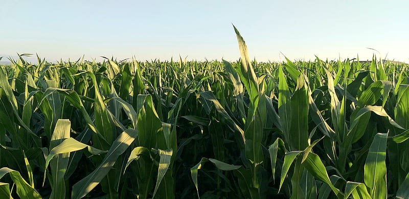 green corn field, HD wallpaper