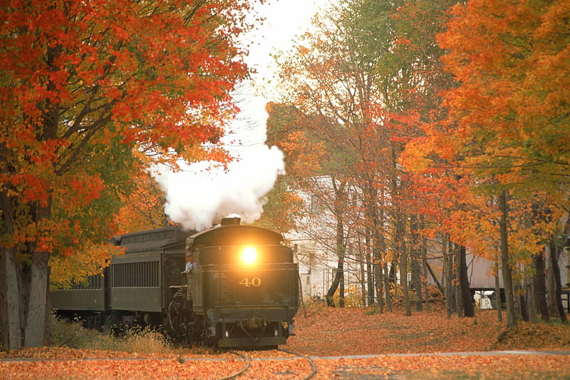 Train, orange, yellow, lights, nice, gold, forests, sunrises, locomotives, steam, trees, cool, awesome, essex, white, red, autumn, brown, trains, travel, bonito, connecticut, carpet, seasons, trunks, leaves, green, sunsets, smoke, amazing, leaf, nature, HD wallpaper