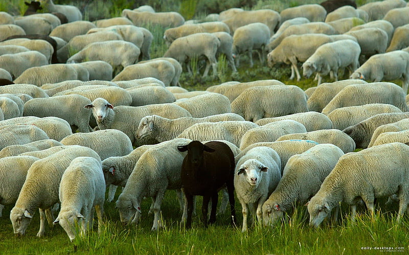 One black sheep, Black, White, Sheep, Herd, Animals, HD wallpaper
