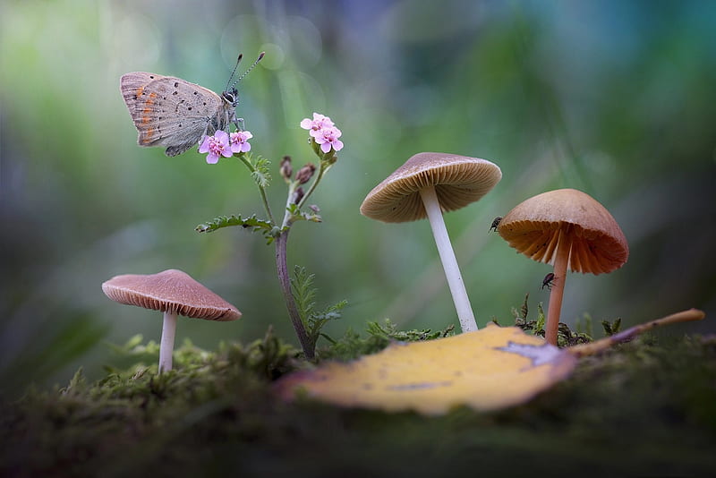 Butterfly, roberto aldrovanti, mushroom, insect, flower, pink, HD wallpaper