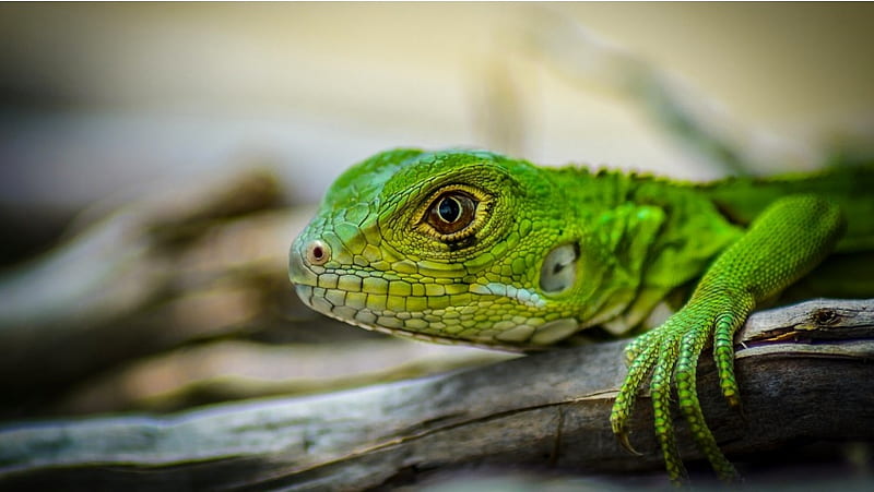Green Iguana Lizards Head, HD wallpaper