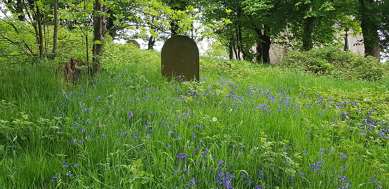 Among the Bluebells, blue, cemetery, grave, HD wallpaper