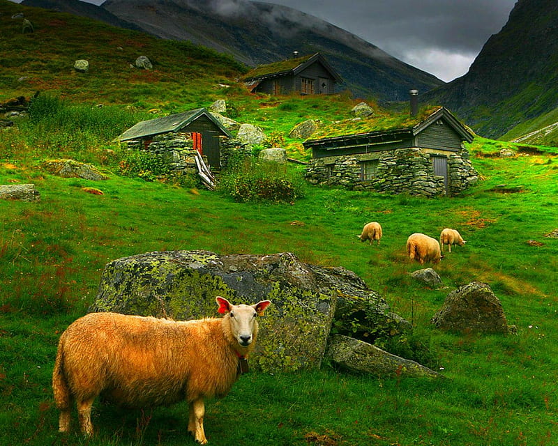 Sheeps, sheep, grass, flock, field, animal, HD wallpaper