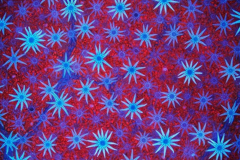 Stars spangled by David Maitland, blue, david maitland, red, fungi, texture, stars, nature, macro, HD wallpaper