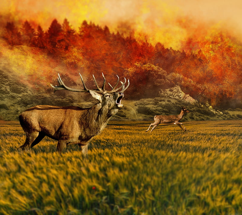 Wild, animal, deer, field, moose, HD wallpaper