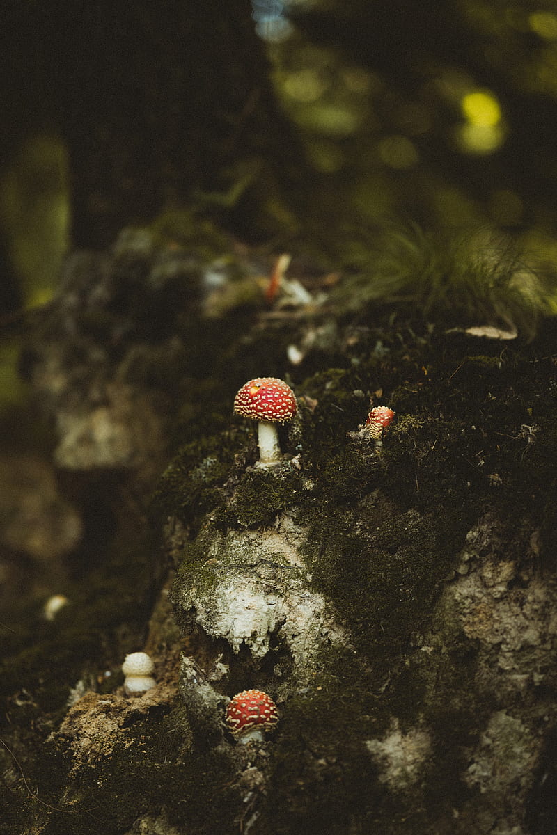 mushrooms, forest, stump, macro, HD phone wallpaper