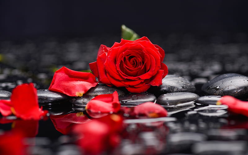 Rosas rojas, rosas, flores, piedras, pétalos, Fondo de pantalla HD | Peakpx