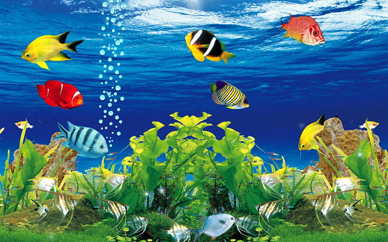 Underwater beauty, bubbles, underwater, coral, fish, HD wallpaper | Peakpx