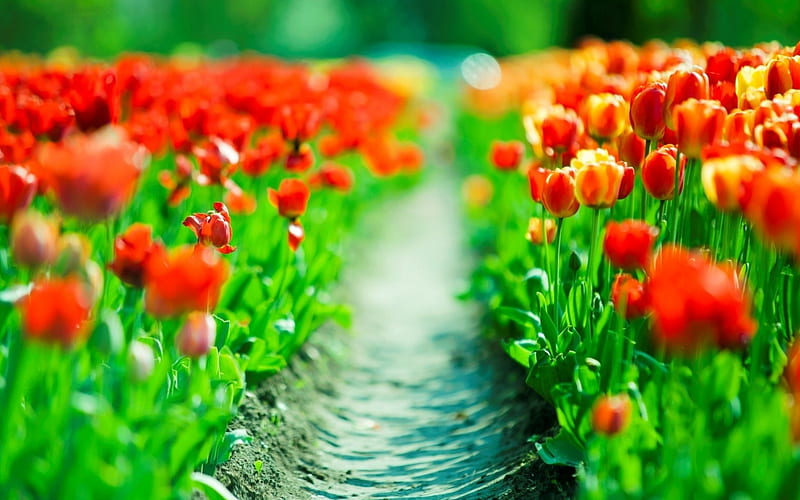 red tulips, bokeh, R, summer, field of flowers, tulips, HD wallpaper