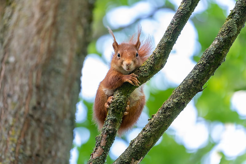 Animal, Squirrel, Rodent, Wildlife, HD wallpaper | Peakpx