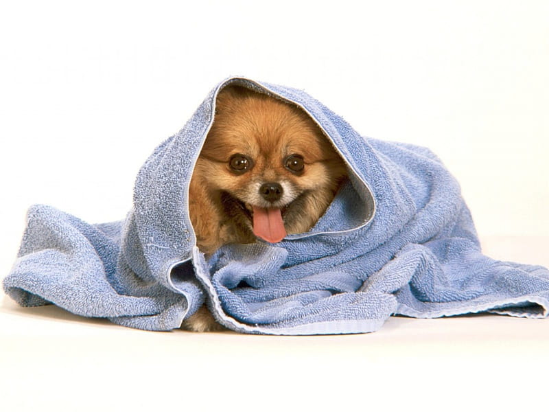 Little dog, funny, looking, blanket, dog, HD wallpaper
