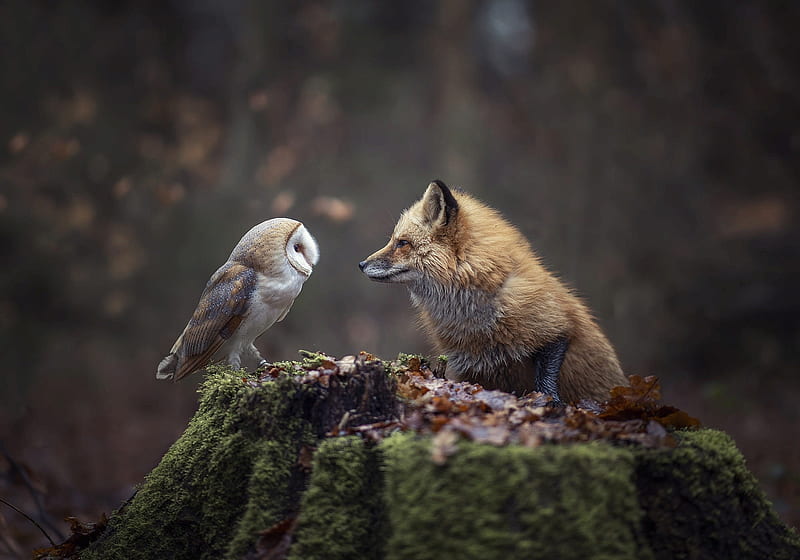 nature ways, owl, fox, log, animals, moss, HD wallpaper
