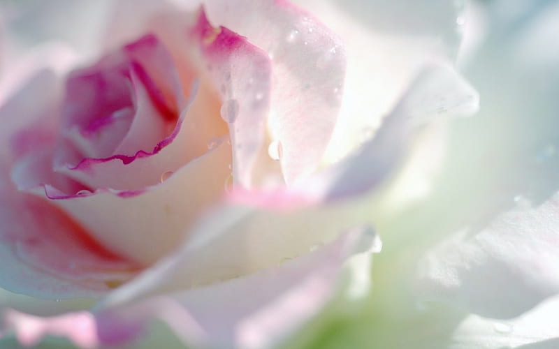 Wet rose, wet, rose, drops, water, green, macro, flower, beauty, white, pink, HD wallpaper