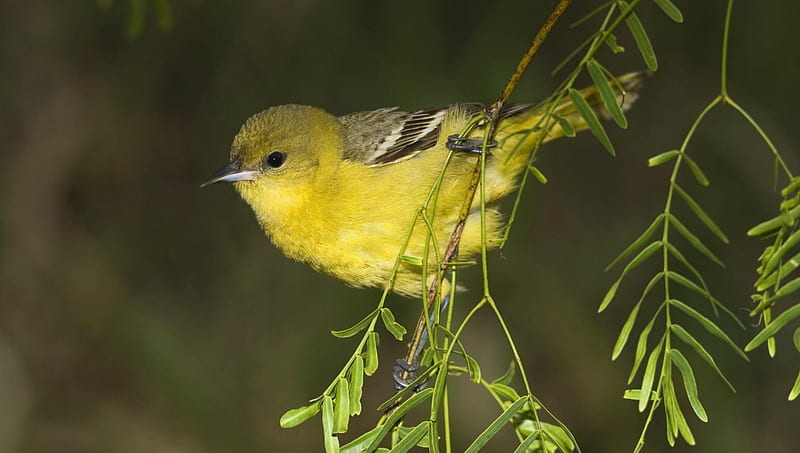 Female Orchard Oriole, femals, orioles, birds, yellow, animals, HD ...