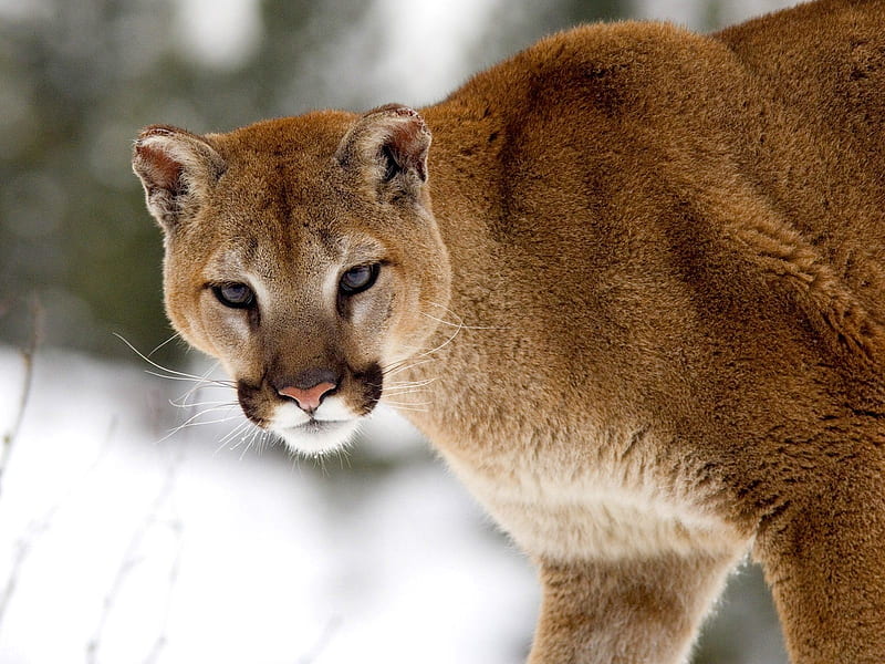Cougar, Mountain Lion, Wild Cat Species, Puma, HD wallpaper