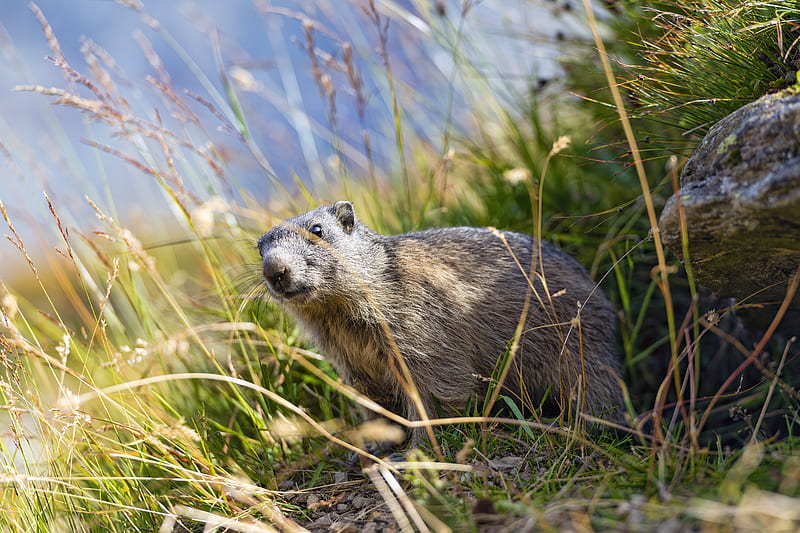 marmot, animal, grass, wildlife, HD wallpaper