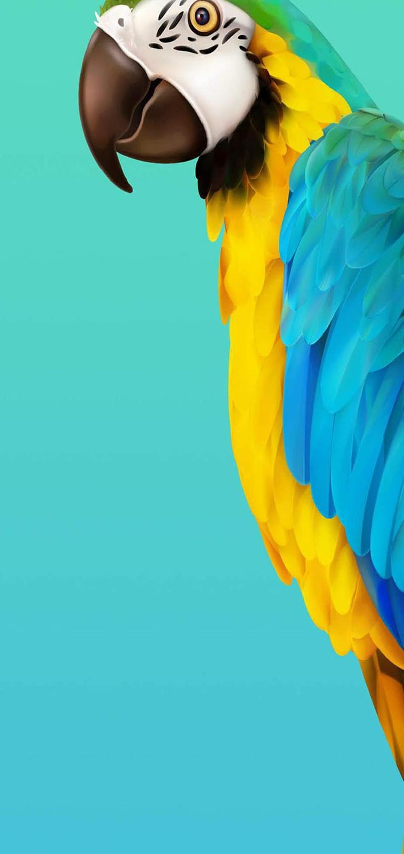 NOTE 10 PARROT, abstract, amoled, galaxy, note 10, s10, s20, samsung, HD phone wallpaper